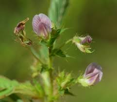 Image result for Aeschynomene mossoensis