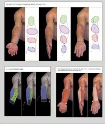 Pronation And Supination Chart 2 Anatomy In 2019 Anatomy