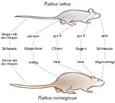 Die hausratte (rattus rattus), auch dachratte oder schiffsratte genannt, ist ein zur unterfamilie der altweltmäuse (murinae) zählendes nagetier (rodentia). Hausratte Wikipedia