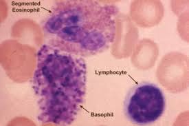 White Blood Cells Granulocytes And Agranulocytes