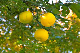 Yuzu has been cultivated mainly in east asia, recently also in australia, spain. Yuzu Wikipedia