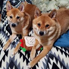 High quality shiba inu mix gifts and merchandise. Corgi Shiba Inu Mix Reviewed By Vets 3 Reasons To Avoid Doggypedia Shiba Inu Shiba Inu Corgi Mix Shiba Inu Mix