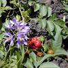 I fiori sono adatti per essere essiccati. 1