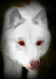 Albino Wolf Albino Animals Wolf Photos Albino