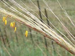 Image result for Trachypogon