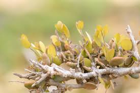 Image result for Cadaba glaberrima