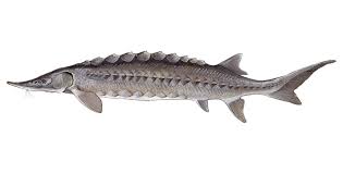 A type of fish that lives in northern parts of the world and is usually caught for its eggs…. The Sturgeon Henricus