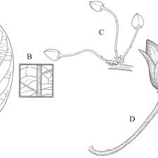 Image result for Monanthotaxis trichantha