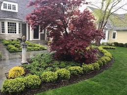 The Ultimate Specimen Ornamental Tree Japanese Maples