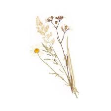 Doe Eyed Liked On Polyvore Featuring Home Home Decor Floral Decor Fillers Flowers Plants Decora Pressed Flowers Cute Pastel Wallpaper Flower Png Images