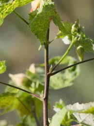 Image result for Abutilon angulatum