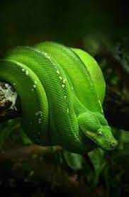 Trust In Me Just In Me Kaa From The Original Dosney Cartoon Jungle Book Emerald Tree Boa Cute Reptiles Dream Snake