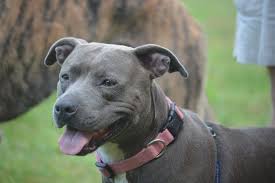 Staffordshire Bull Terrier Best Pet For Kids Smalldogs Cutedogs Littedogs Dogforkids Teacupdogs Pitbulls American Pitbull Terrier Dogs And Kids
