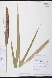 Image result for Cenchrus americanus