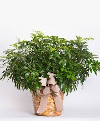 Image result for Schefflera