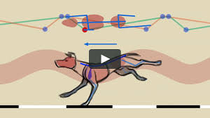 Quadruped Locomotion Tutorial On Vimeo I feel as though i didn't really maintain the size of the figure consistently though and that they grew in size as the animation progressed but suddenly shrank and the end of. quadruped locomotion tutorial