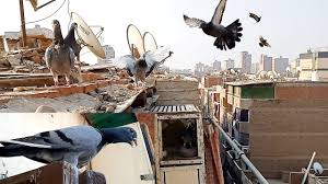 الزغاليل طارت اول مرة وحصلت مفاجأة sydney opera house world opera house