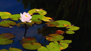 Best herbicide for water lilies. Free Stock Photo Of Pink Water Lily Above Water Download Free Images And Free Illustrations