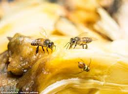 plague of tiny flies in our kitchens