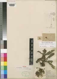 Image result for Crabbea velutina