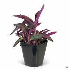 Image result for Tradescantia pallida
