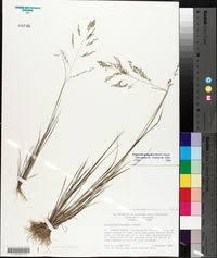 Image result for Eragrostis gangetica