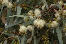 Image result for Eucalyptus camaldulensis