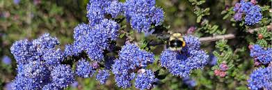 Image result for Ceanothus