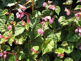 Stop watering and let the plants die back naturally. Perennial Begonia Begonia Grandis Zone 6 Under The Kousa Dry Shade Plants Flowering Shade Plants Plants