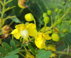 Image result for Caesalpinia sappan