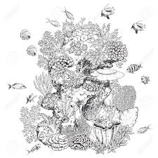 In fact, a quarter of the ocean's species depends on the coral reef for food and shelter. Hand Drawn Underwater Natural Elements Sketch Of Reef Corals Royalty Free Cliparts Vectors And Stock Illustration Image 74764246