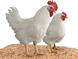 As dual purpose birds, rhode island reds are. What Is Vantress Chicken Freerange Chicken In 2021 Broiler Chicken Types Of Chickens Free Range Chickens
