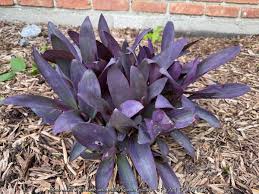 Image result for Tradescantia pallida