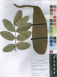 Image result for Isoberlinia angolensis