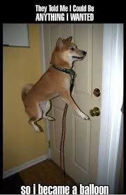 Pin By Mildred Canales On Funny Sh T Funny Animal Quotes Dog Jokes Funny Photos