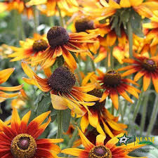 Maybe you would like to learn more about one of these? What Flowers To Plant This Fall 10 Exquisite Fall Flowers For Dallas Tx