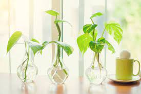 Aquí tienes algunas ideas geniales para decorar tu casa con plantas de aire. De 20 Bonitas Maneras De Decorar Tu Casa Con Plantas De Interior