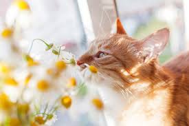 Um unseren eigenen hohen qualitätsansprüchen gerecht zu werden. Giftige Und Ungiftige Pflanzen Fur Katzen Vtg Tiergesundheit