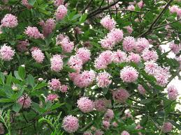 Image result for Dais cotinifolia