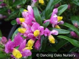 Image result for Polygala marensis
