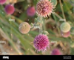 Image result for Sphaeranthus gomphrenoides