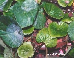 Image result for Begonia elatostemmoides