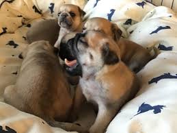 Clean & well groomed $50 value. Petland Puppies Near Me Puppies Puppies For Sale Near Me Facebook