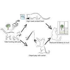 Australian manufacturers of kitchen equipment and suppliers of kitchen equipment. Provision Of High Meat Content Food And Object Play Reduce Predation Of Wild Animals By Domestic Cats Felis Catus Sciencedirect