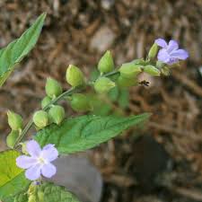 Image result for Priva curtisiae