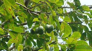 Image result for Hevea brasiliensis