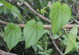 Image result for Dioscorea asteriscus