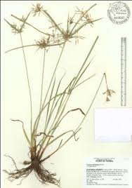 Image result for Cyperus sp.no.7