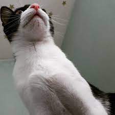 Cat Catof Whitecat Catphoto Cats Catoftheday Mila Cat Babycat Cats Cat Day Baby Cats