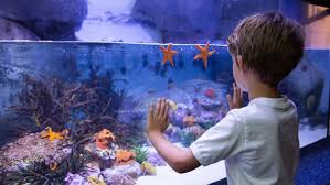 Keberhasilan membuat ikan nemo hidup di air tawar. 7 Tips Membuat Aquarium Air Laut Yang Perlu Diketahui Bukareview